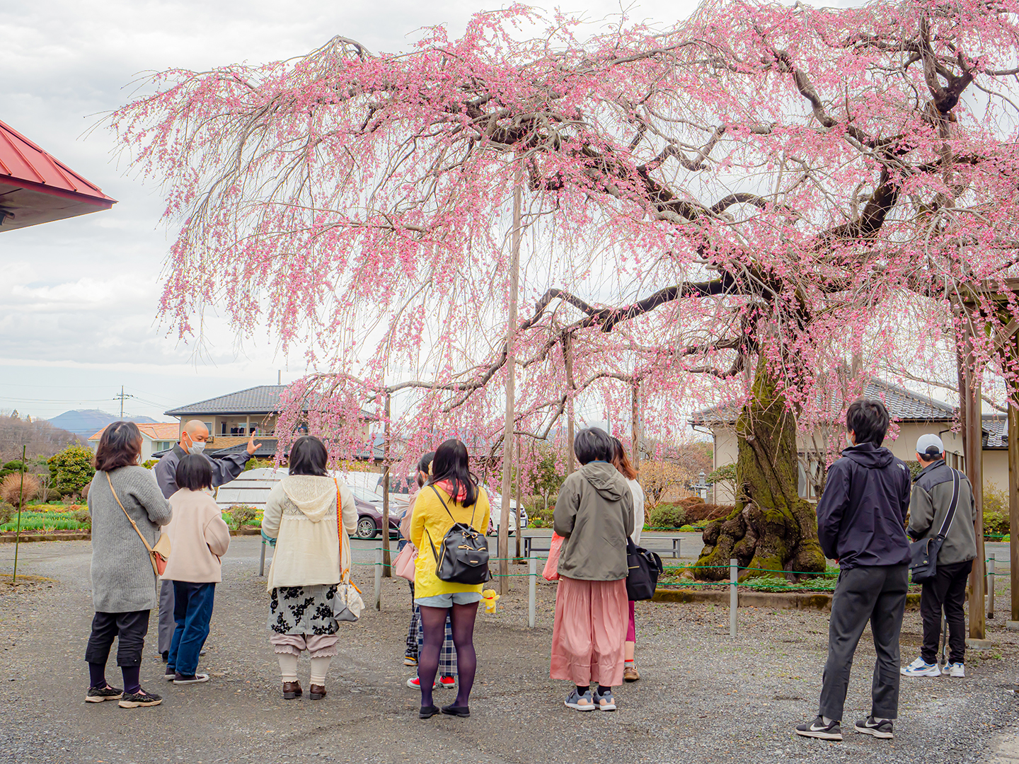 長福寺ご住職に桜の前でお話しいただいている写真