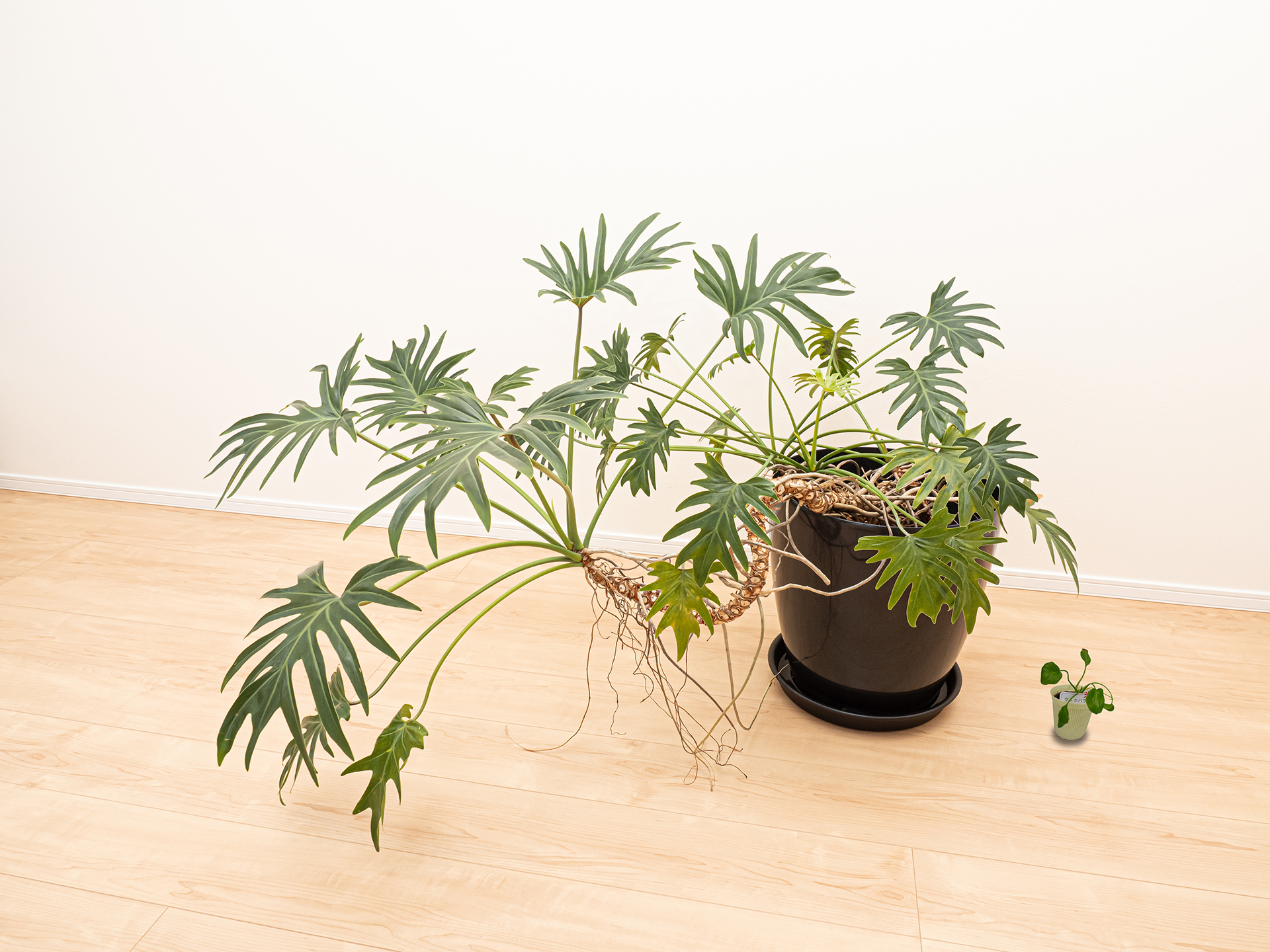 2003年に買ってきた時の植物と現在の植物を合成で並べた写真